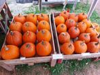 Pompoenen,sierpompoenen,siervruchten en kalebassen., Ophalen, Nieuw