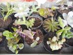 planten, Tuin en Terras, Overige soorten, Volle zon, Vaste plant, Ophalen of Verzenden