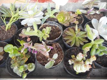 plantes, Printemps, Plein soleil, Plante fixe, Enlèvement ou Envoi