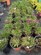 Engels gras, Tuin en Terras, Ophalen