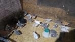 Jonge kippen aangeboden., Meerdere dieren, Kip