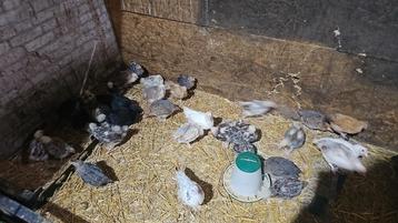 Jonge kippen aangeboden. beschikbaar voor biedingen