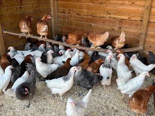 Prachtige legkippen, leghennen heel dit weekend, Dieren en Toebehoren, Pluimvee