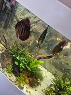 3 discus, Dieren en Toebehoren, Vissen | Aquariumvissen