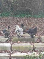 Zijdehoender haan grijstinten, Dieren en Toebehoren, Pluimvee