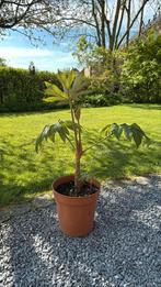 Tetrapanax, Tuin en Terras, Planten | Tuinplanten, Ophalen