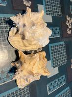 Schelpen, Ophalen of Verzenden, Schelp(en)