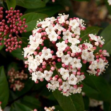 Viburnum tinus beschikbaar voor biedingen
