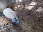 Ooi Bleu du maine, Dieren en Toebehoren, Schapen, Geiten en Varkens