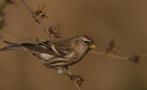 Gezocht barmsijs mans, Dieren en Toebehoren, Mannelijk, Wildzangvogel, Geringd