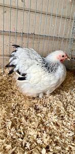 Cochin kriel, Dieren en Toebehoren