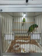 Swiftparkieten 2025, Dieren en Toebehoren, Meerdere dieren, Parkiet, Geringd