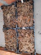 Miscanthus "Kleine Silberspinne" prachtriet, Tuin en Terras, Ophalen