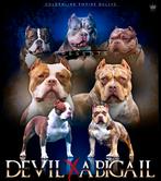 EXCLUSIEVE AMERICAN BULLY PUPS, Dieren en Toebehoren, Honden | Bulldogs, Pinschers en Molossers, België, Overige rassen, 8 tot 15 weken