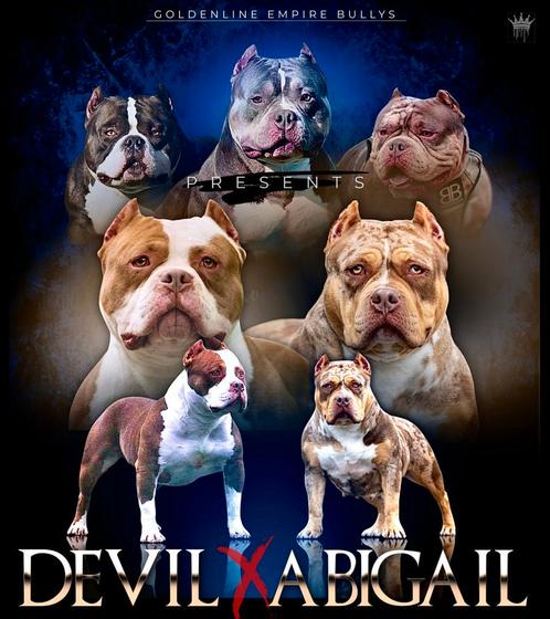 EXCLUSIEVE AMERICAN BULLY PUPS, Dieren en Toebehoren, Honden | Bulldogs, Pinschers en Molossers, Meerdere dieren, Overige rassen