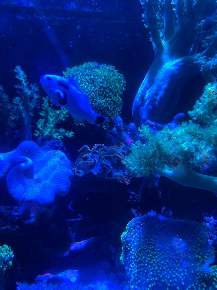 Te koop: Snowstorm Clownvis ️, Animaux & Accessoires, Poissons | Poissons d'aquarium