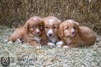 chiots toller magnifiquement dessinés, les deux parents sont, Animaux & Accessoires, Chiens | Retrievers, Épagneuls & Chiens d'eau