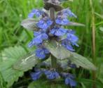 Ajuga Reptans, Ophalen