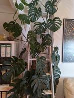 Gigantische Monstera pertusum, Maison & Meubles, Plantes d'intérieur, Ombre partielle, En pot, Plante verte, 200 cm ou plus