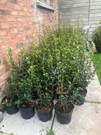 250 st. Osmanthus burkwoodii / Schijnhulst, Ophalen, Struik, Minder dan 100 cm