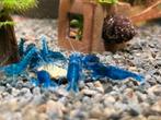 neocaridina deep bleu velvet SS, Kreeft, Krab of Garnaal, Zoetwatervis, Schoolvis