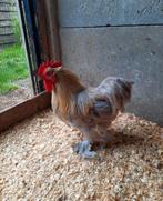 Hannen en eenden, Dieren en Toebehoren, Pluimvee