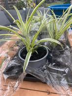 Graslelie, Ophalen, Vaste plant, Overige soorten, Halfschaduw