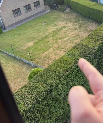 Volgroeide haag te koop beschikbaar voor biedingen