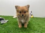 PomChi pups, België, CDV (hondenziekte), 8 tot 15 weken, Meerdere