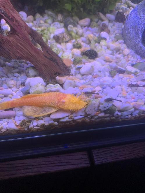 Ancistrus (albino & wildkleur), Dieren en Toebehoren, Vissen | Aquariumvissen, Zoetwatervis, Vis