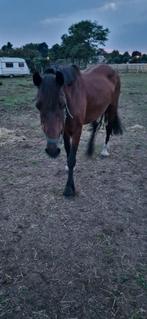 Merrie 11j, Zadelmak, 160 tot 165 cm, 11 jaar of ouder, Recreatiepaard