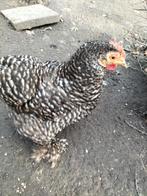 Cochin kippetjes zabelpootkrieltjes