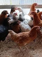 meilleures pondeurs en 7 races de qualité belge 0499/082381, Femelle, Poule ou poulet