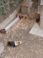 Cavia manetjes, Dieren en Toebehoren, Januari, Mannelijk, Cavia