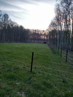 weide te huur, Weidegang