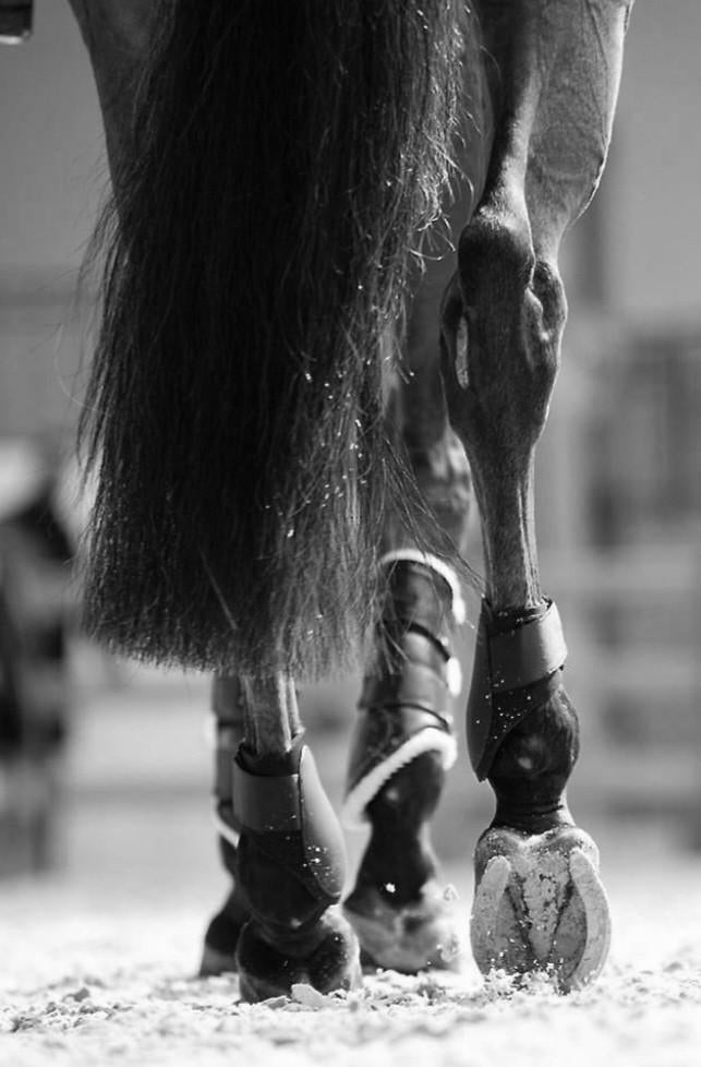 Op zoek naar paard voor de sport, Dieren en Toebehoren, Paarden, Meerdere dieren, Niet van toepassing, 3 tot 6 jaar