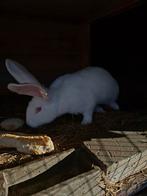 Witte duitse reus voedster 10 weken, Dieren en Toebehoren, Konijnen