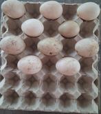 Broedeieren van muskuseenden, barberie eend in de volksmond, Dieren en Toebehoren, Pluimvee, Eend