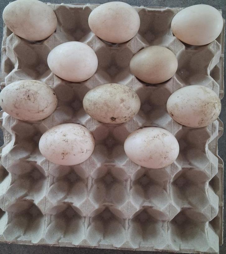 Broedeieren van muskuseenden, barberie eend in de volksmond, Animaux & Accessoires, Volatiles, Canard