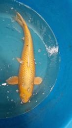 Yamabuki koi 75cm, Dieren en Toebehoren