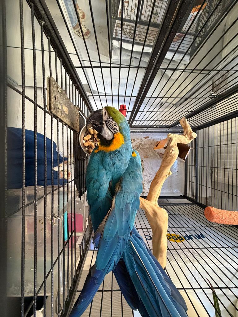 Ara papegaai, Animaux & Accessoires, Oiseaux | Perruches & Perroquets, Perroquet, Sexe inconnu, Parleur, Domestique, Bagué