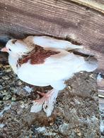 sierduiven, Dieren en Toebehoren