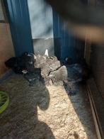 Brahma  kuikens  zwarte en blauwe, Dieren en Toebehoren