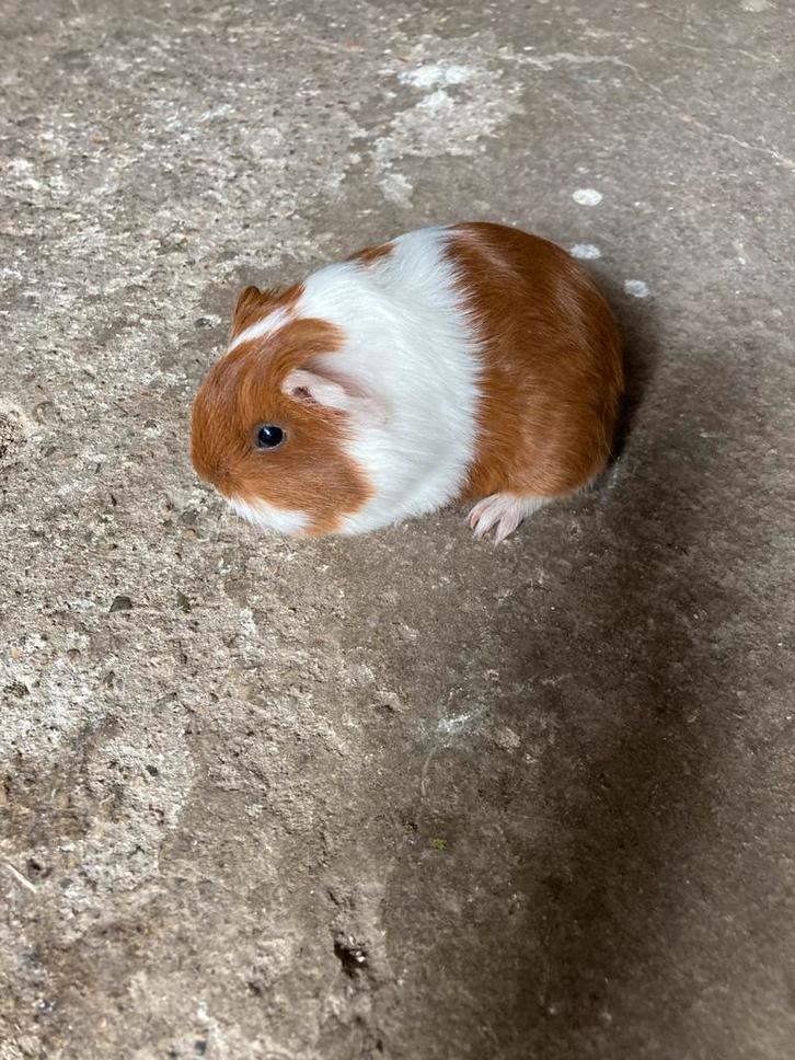 Sheltie cavia zeugje te reserveren., Dieren en Toebehoren, Knaagdieren, Vrouwelijk, Cavia, Maart