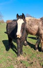 Brave c pony, Animaux & Accessoires, Étalon