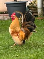 Twee prachtige Serama haantjes zoeken een nieuw thuis, Mâle, Poule ou poulet