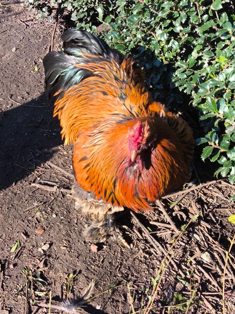 pluimvee, Mannelijk, Kip