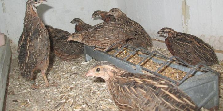 harlekijnkwartels, Dieren en Toebehoren, Pluimvee, Overige soorten, Meerdere dieren