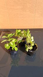 Siernetel coleus, Enlèvement