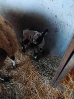 Baggerbonte schaap met lammeren